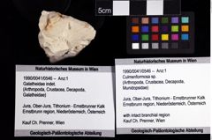 Foto (Objket + Etiketten) von Culmenformosa sp. 